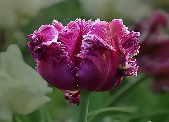 花语|不同颜色郁金香花语