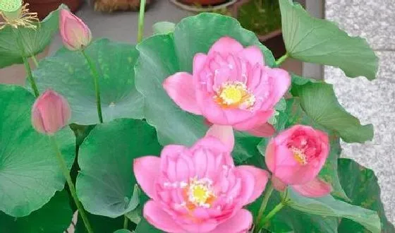 开花时间|家养莲花什么时候开花 开花月份与季节