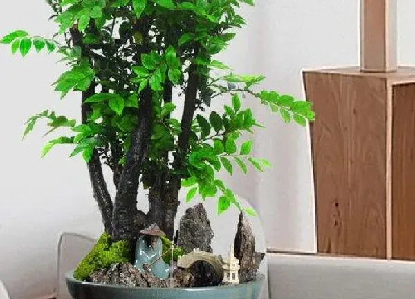 植物移栽|小叶紫檀什么时候换盆最好 换盆季节与养护事项