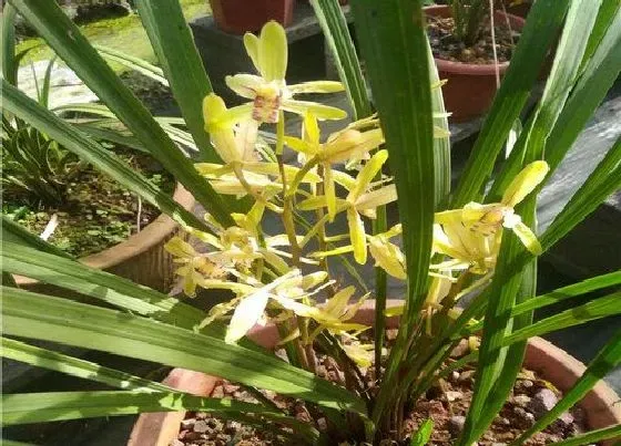 植物寓意|兰花的品质和精神