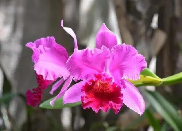 植物浇水|花卉可以浇白糖水吗