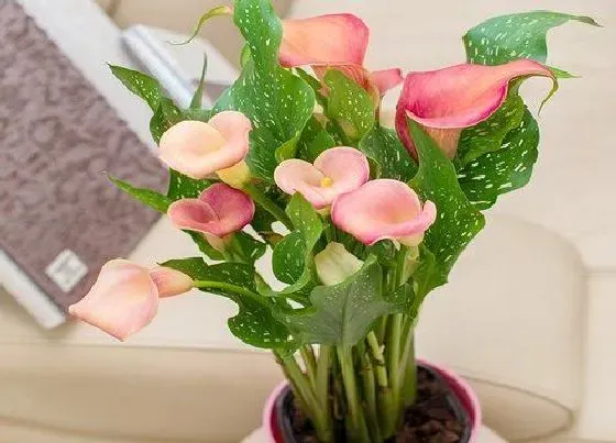 不开花|马蹄莲为什么不开花