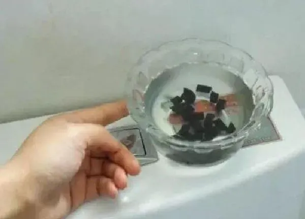 植物浇水|蚊香泡水可以浇花吗
