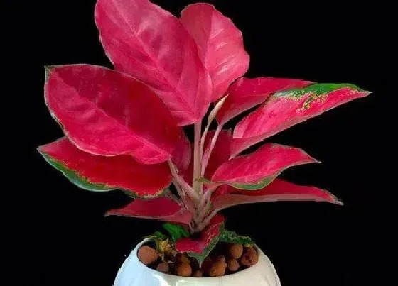 植物百科|吉祥如意开花吗 开花是什么样子