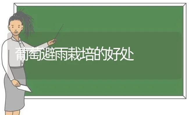 葡萄避雨栽培的好处 | 瓜果种植