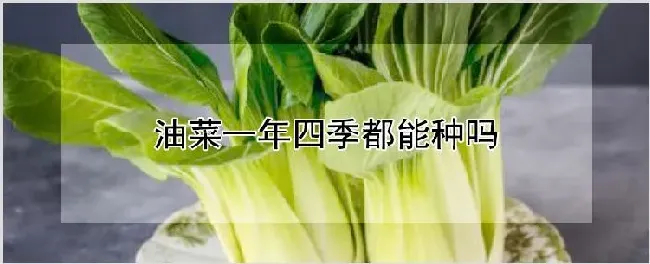 油菜一年四季都能种吗 | 自然知识