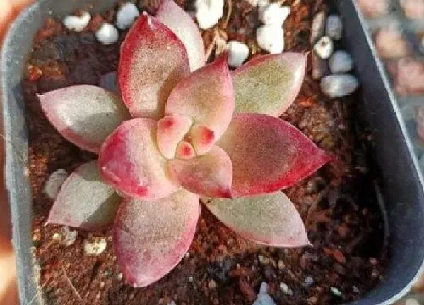 养殖方法|罗卡多肉怎么养护 多肉植物罗卡的养殖方法