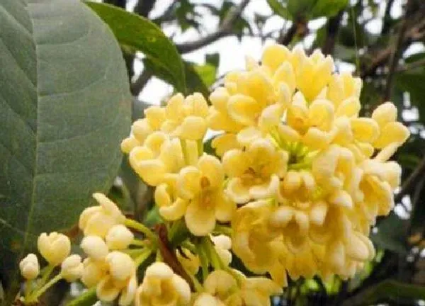 植物浇水|桂花几天浇一次水 春夏秋冬各不同