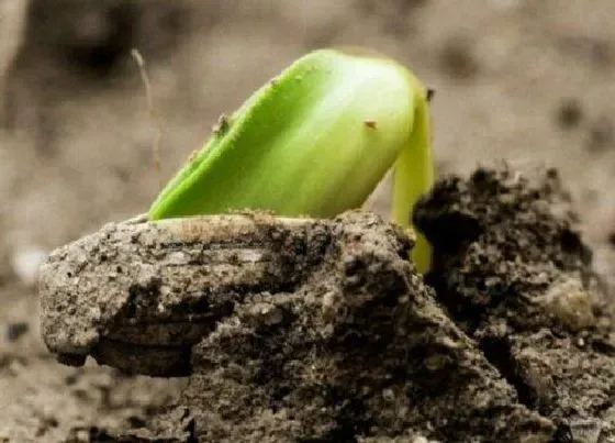 植物播种|向日葵种子怎么种植