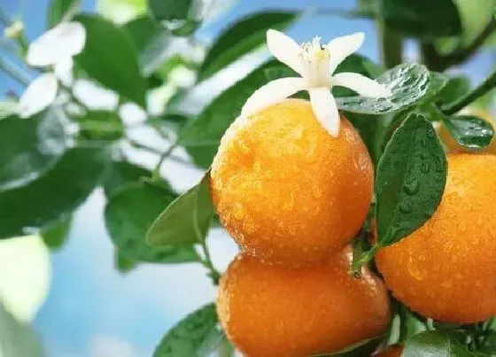 植物种类|橘子树是被子植物吗