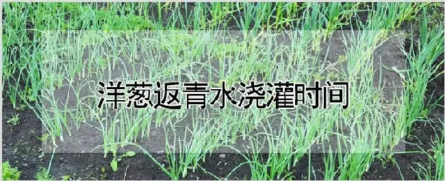 洋葱返青水浇灌时间 | 种植资料