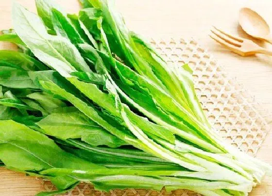 植物播种|油麦什么时候播种合适