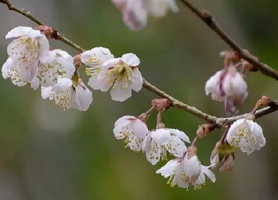 开花时间|樱桃什么时候开花 开花时间是几月