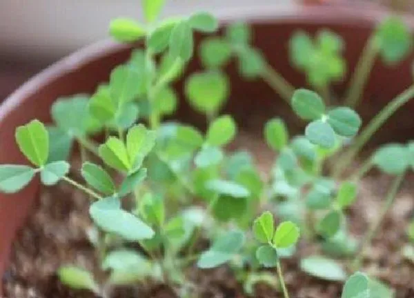 植物发芽|苜蓿草怎么发芽快