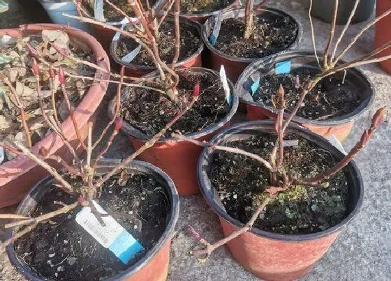 种植土壤|绣球怎么配土