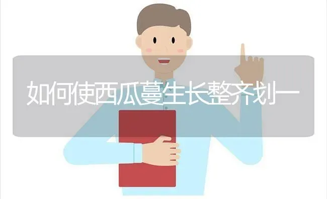 如何使西瓜蔓生长整齐划一 | 瓜果种植