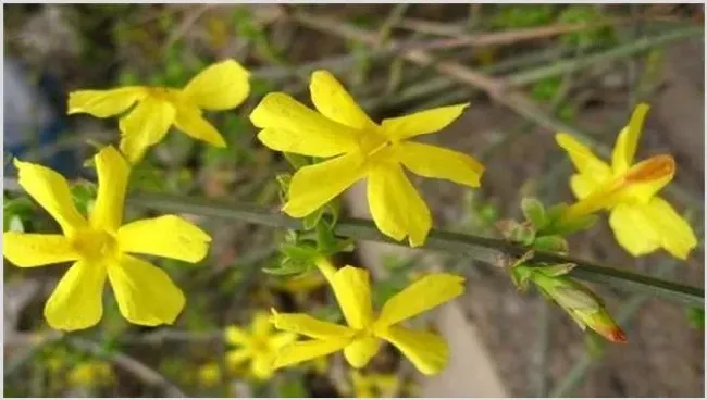 迎春花叶片发黄原因及解决方法 | 种植技术