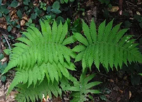 植物种类|蕨类是裸子植物吗