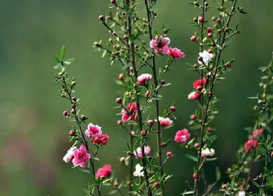 开花时间|松红梅什么时候长花苞