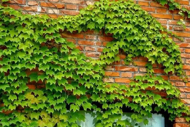 植物浇水|爬山虎多久浇一次水