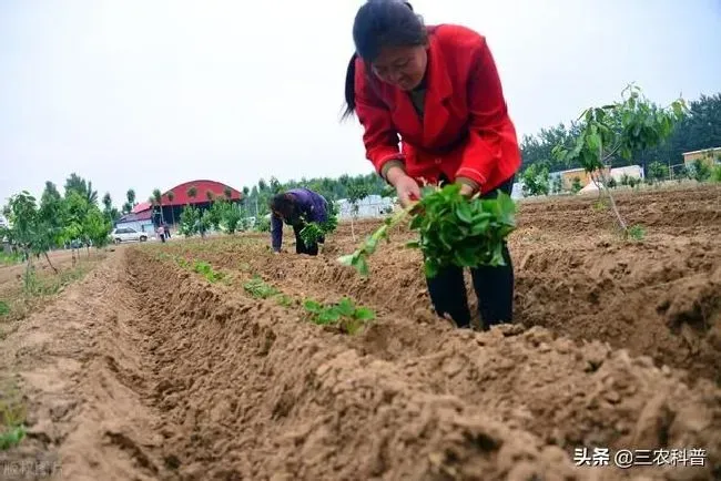 种植管理|怎么样才能让红薯长得更好种植，红薯如何种植长得多高产）