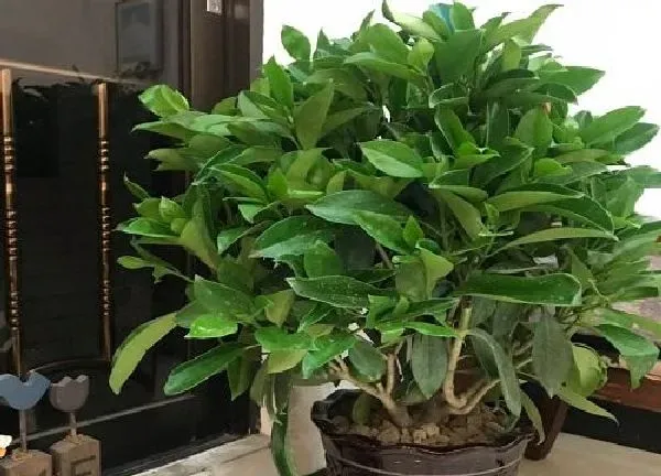 植物移栽|非洲茉莉什么时候换盆好