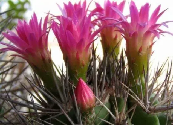 植物百科|金虎仙人球开花吗 开花什么样子