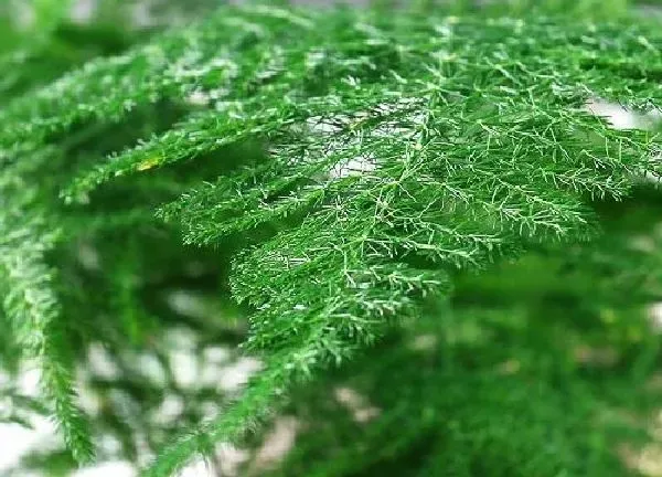 植物浇水|淘米水可以浇文竹吗