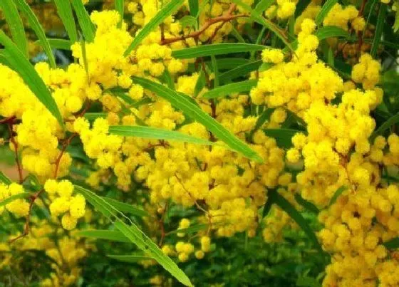 植物百科|相思树又叫什么树