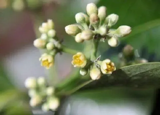 植物百科|平安树开花吗 养多久能开花