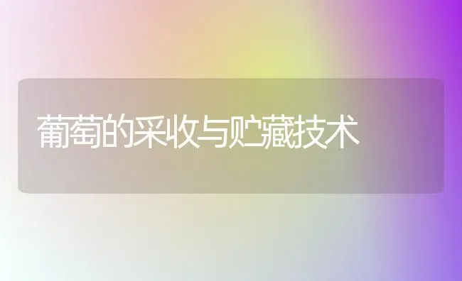 葡萄的采收与贮藏技术 | 瓜果种植