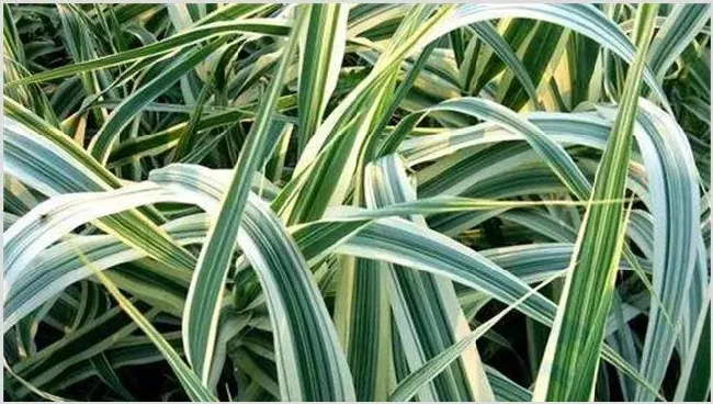 麦冬的种植条件 | 农业科普