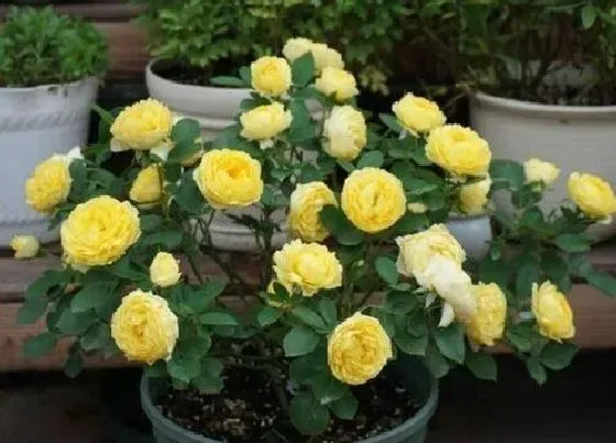 植物种类|金丝雀月季是藤本还是灌木