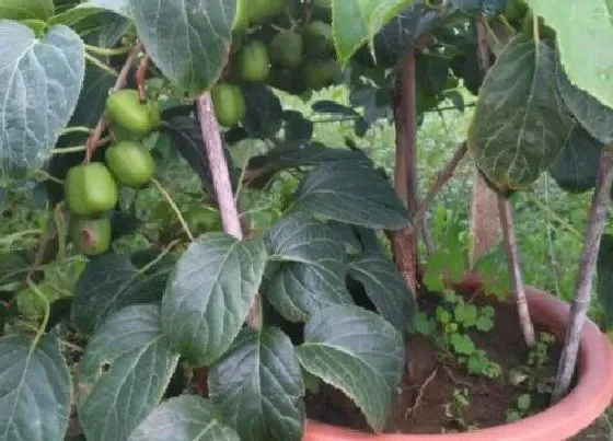 种植土壤|猕猴桃适合什么土壤种植