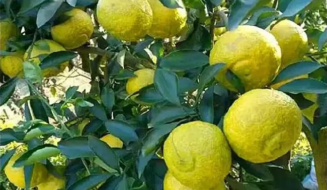 黄金贡柚杂草除留及药剂除草介绍 | 农业技术