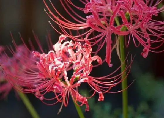 花期|彼岸花多久开花一次