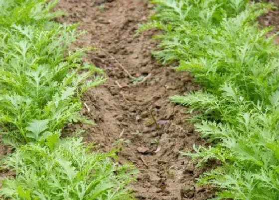 种植管理|雪里红什么时候种最合适，根据品种分为三个播种期）