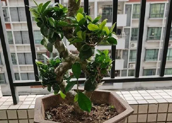 植物换土|榕树怎么换土换盆