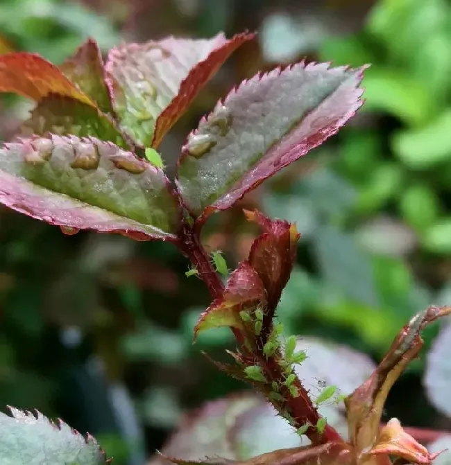 植物虫害|月季花上有绿色的虫子怎么办（除掉花朵上有绿色虫卵妙招）