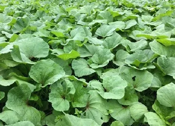 植物施肥|蔬菜底肥放什么肥好，底肥施用方法）