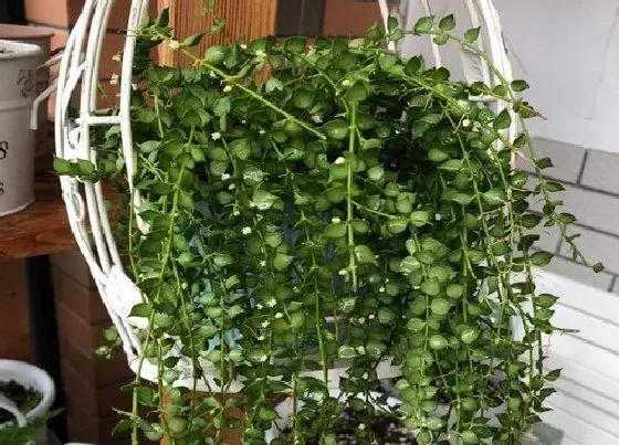 摆放常识|书架适合放什么植物