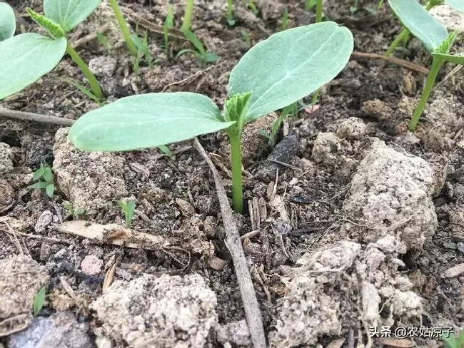 植物育苗|黄瓜的种子怎么育苗，黄瓜种子种植方法与步骤）