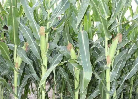 种植百科|甜玉米一年可以种几次 种多久可以收获