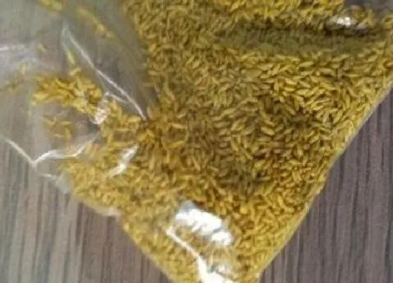 植物百科|伊乐藻有种子吗