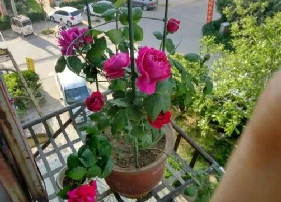 种植位置|月季花可以种在室内吗