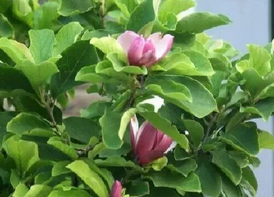 习性特点|琴叶榕开花是什么样子