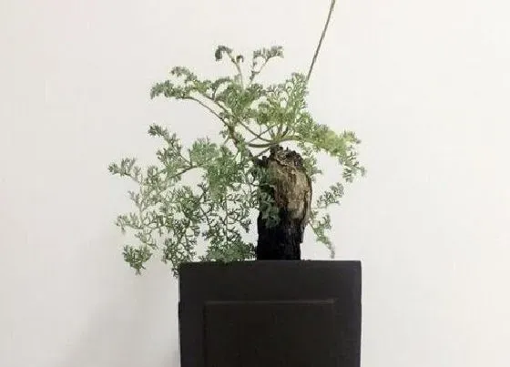 植物百科|羽叶洋葵什么时候休眠