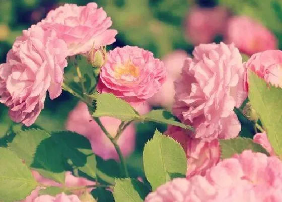 颜色花|啬微花是什么颜色的