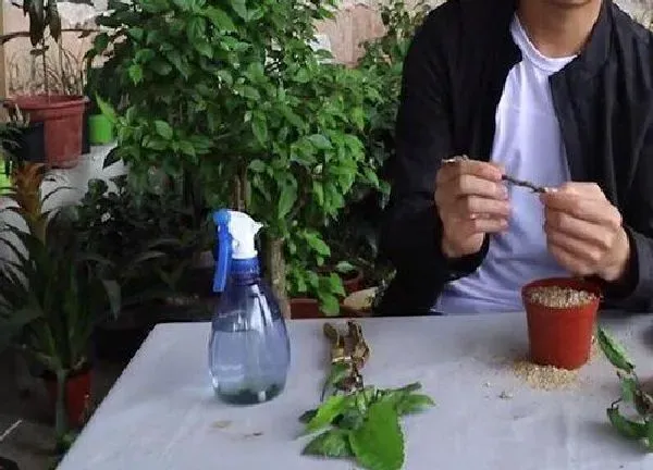 植物扦插|朱瑾几月份扦插最好