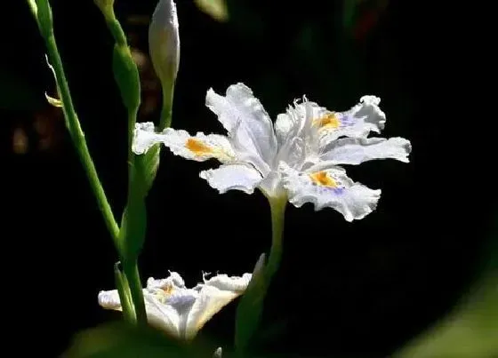 植物百科|鸢尾花是什么花序类型 属于总状花序